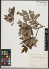 Foto von Salix appendiculata Vill.